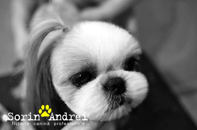 frizerie canina la domiciliu brasov
